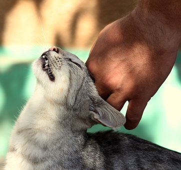 Relazionarsi nel modo corretto con il gatto