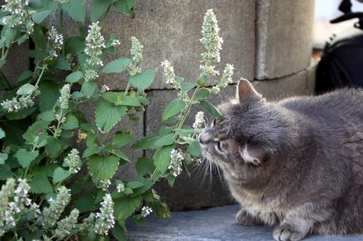 Nepeta cataria ed erba gatta filiforme