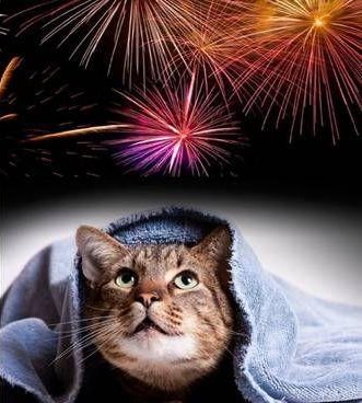 gatto e fuoci d'artificio