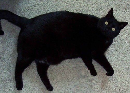 gatto sovrappeso