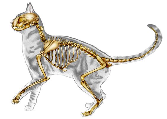 Il gatto e la sua evoluzione: la funzione delle zampe