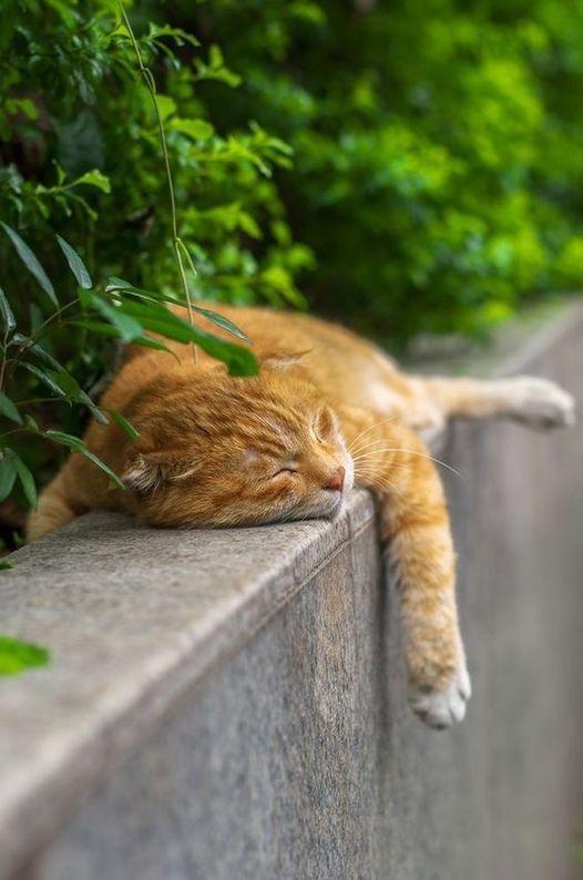 Il gatto ed il caldo estivo